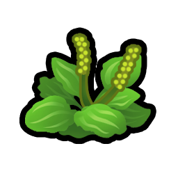 Broadleaf Plantain.png