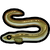 Eel.png